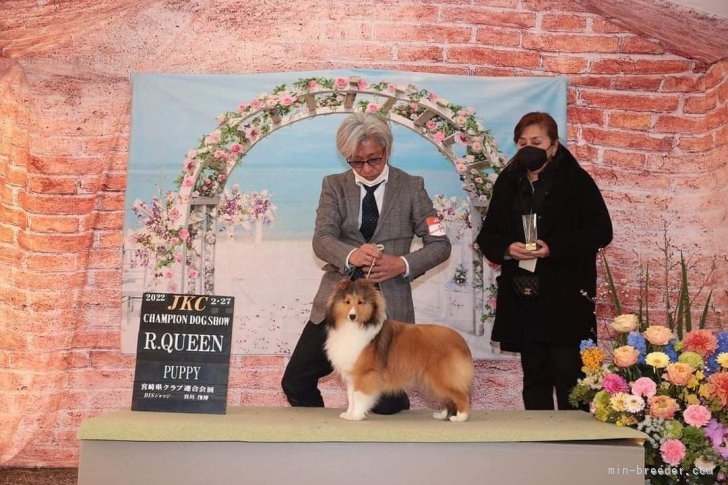 中村　寿美(なかむら　ひさみ)ブリーダー(徳島県・シェットランドシープドッグなど・JKC/JCC登録)の紹介写真9