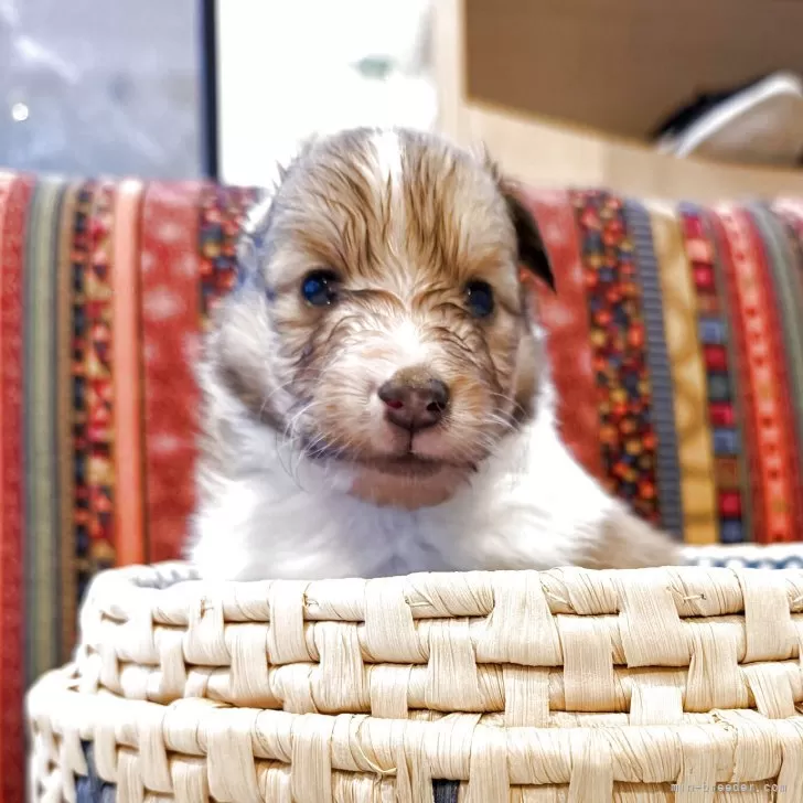 シェットランドシープドッグ【徳島県・男の子・2025年11月6日・セーブルアンドホワイト】の写真1「長男でしっかりしたイメージ。」