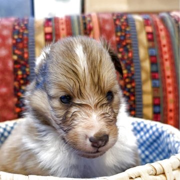 シェットランドシープドッグ【徳島県・男の子・2025年11月6日・セーブルアンドホワイト】の写真「派手なイメージの男の子。」