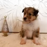 シェットランドシープドッグ