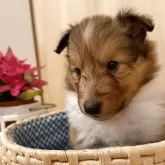 シェットランドシープドッグ