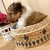 シェットランドシープドッグ【徳島県・男の子・2025年11月6日・セーブルアンドホワイト】の写真2「穏やかな気質。」