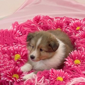 シェットランドシープドッグ【徳島県・女の子・2023年12月20日・セーブル】の写真「🍀優秀血統の女の子🍀」