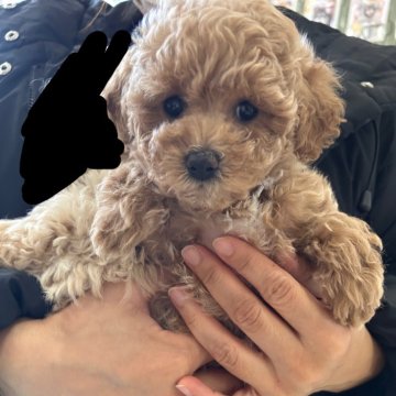 トイプードル(タイニー)【三重県・女の子・2024年11月1日・アプリコット】の写真「マズルが短く毛量抜群。カットが楽しめます」