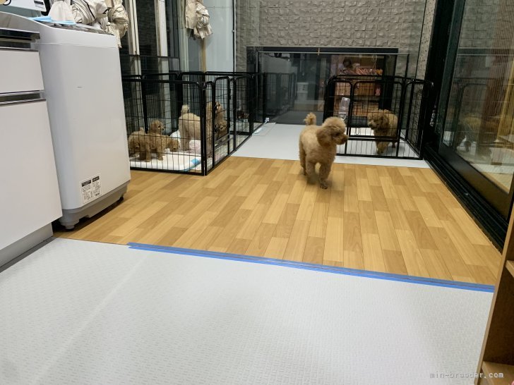 犬舎雰囲気｜冷　明(れい　めい)ブリーダー(愛知県・ビションフリーゼなど・JKC登録)の紹介写真2