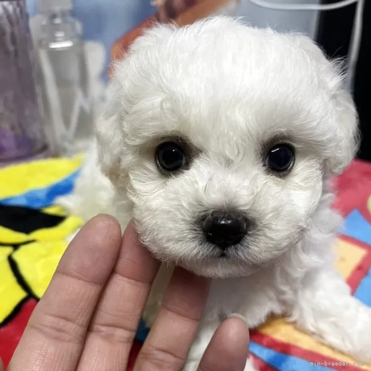 ID：2508-03228の子犬