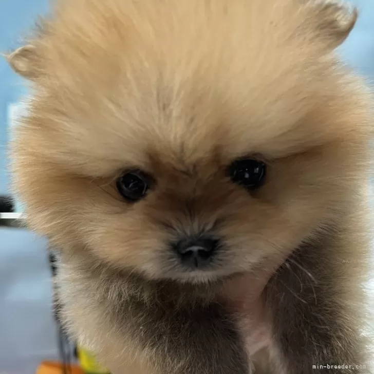 nao 様のお迎えした子犬