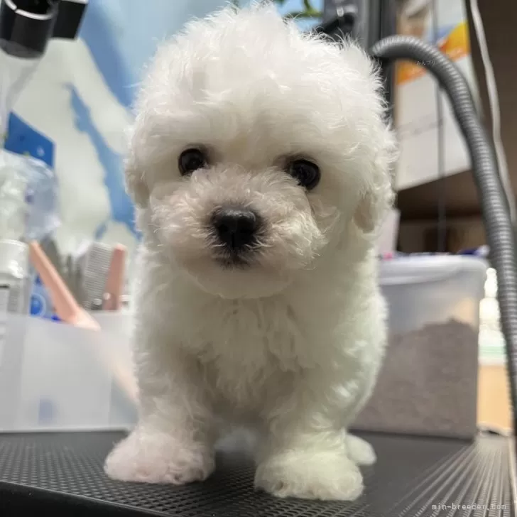 ID:2504-01497の子犬