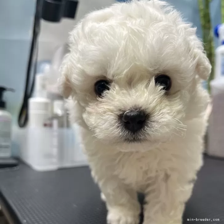 C.N 様のお迎えした子犬