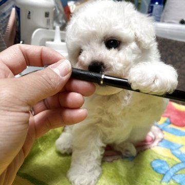 ビションフリーゼ【愛知県・女の子・2025年2月21日・ホワイト】の写真「ミニビション、マズルが短い、爆毛」