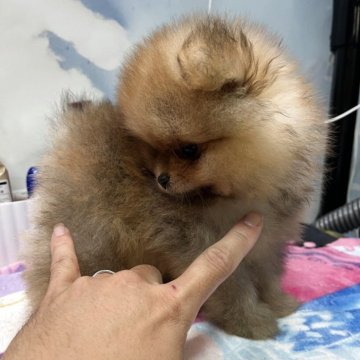 ポメラニアン【愛知県・男の子・2025年6月1日・オレンジ】の写真「高顔値、マズルが短い」