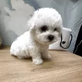 ビションフリーゼ