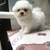 ビションフリーゼ