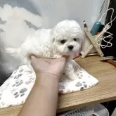 ビションフリーゼ