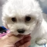 ビションフリーゼ