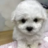 ビションフリーゼ