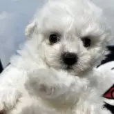 ビションフリーゼ