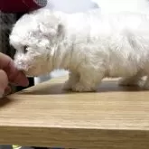 ビションフリーゼ