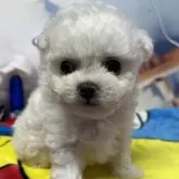 ビションフリーゼ