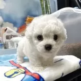 ビションフリーゼ
