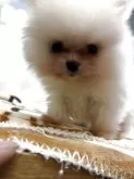 ポメラニアン【愛知県・男の子・2025年9月27日・ホワイト】の写真3