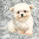 ビションフリーゼ【愛知県・女の子・2025年11月4日・ホワイト】の写真4