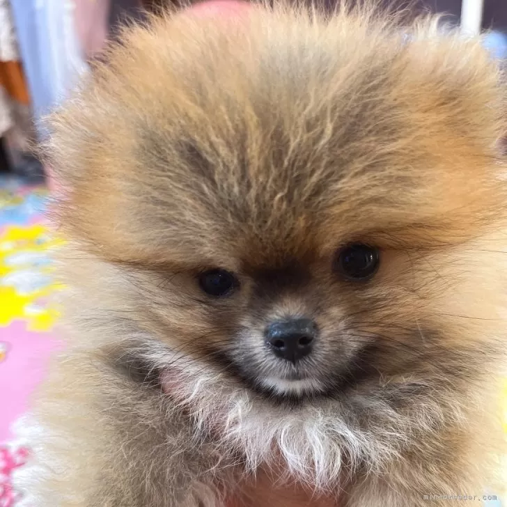 暖暖暖 様のお迎えした子犬