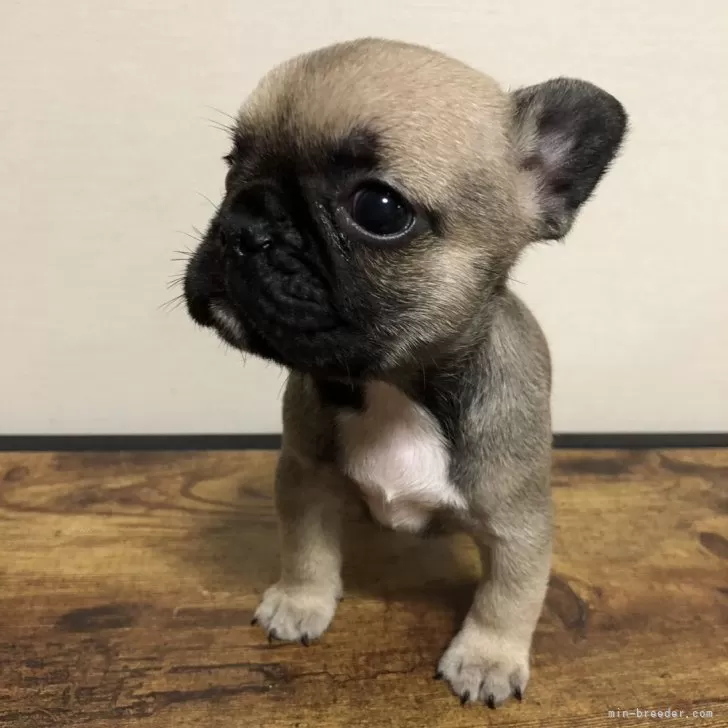 ID:2402-05709の子犬