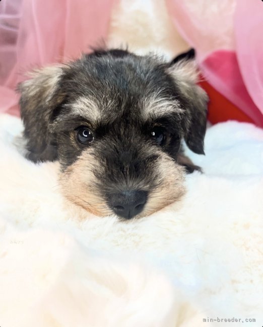 ミニシュナBABY🍼｜山口　京香(やまぐち　きょうか)ブリーダー(茨城県・ミニチュアシュナウザーなど・JKC登録)の紹介写真4