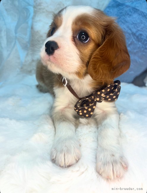 キャバリアBABY💙｜山口　京香(やまぐち　きょうか)ブリーダー(茨城県・ミニチュアシュナウザーなど・JKC登録)の紹介写真7