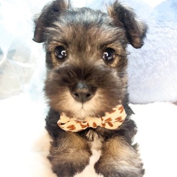 ミニチュアシュナウザー【茨城県・男の子・2025年10月11日・ソルト&ペッパー】の写真「激かわミニチュアシュナウザーのホワイトくん‎🤍」