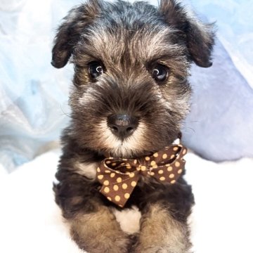 ミニチュアシュナウザー【茨城県・男の子・2025年10月11日・ソルト&ペッパー】の写真「激かわミニチュアシュナウザーの水玉くん💙」