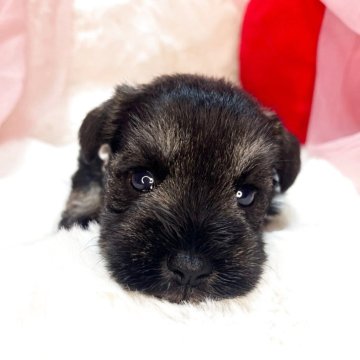 ミニチュアシュナウザー【茨城県・女の子・2025年10月11日・ブラック&シルバー】の写真「激かわミニチュアシュナウザーのピンクちゃん🩷」