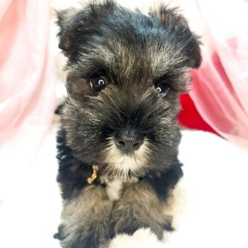 ミニチュアシュナウザー【茨城県・女の子・2025年10月11日・ブラック&シルバー】の写真「激かわミニチュアシュナウザーのピンクちゃん🩷」