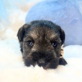 ミニチュアシュナウザー