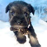 ミニチュアシュナウザー