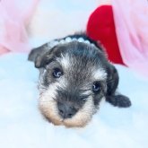 ミニチュアシュナウザー