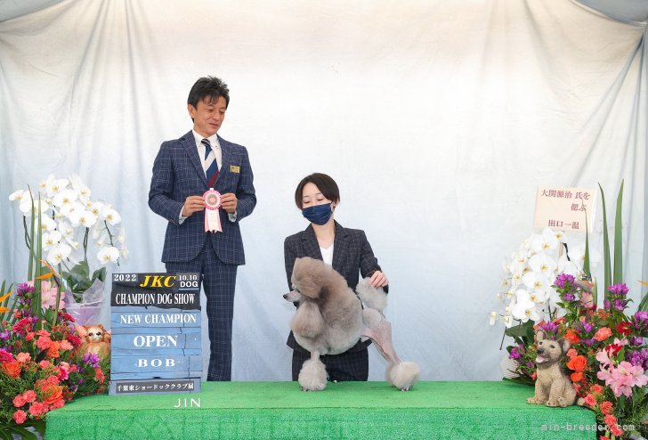 木幡　優花(こわた　ゆか)ブリーダー(福島県・ミニチュアプードルなど・JKC登録)の紹介写真1
