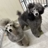 ミニチュアプードル【福島県・男の子・2025年5月16日・グレー】の写真3「左はパパ♪そっくりです❣️」
