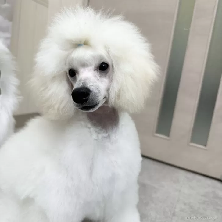 ミニチュアプードル【福島県・男の子・2025年5月16日・ホワイト】の写真1