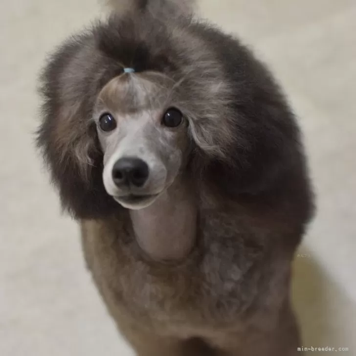 ミニチュアプードル【福島県・男の子・2025年5月16日・グレー】の写真1