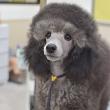 ミニチュアプードル【福島県・男の子・2025年5月16日・グレー】の写真「骨量、毛量バツグン💕」