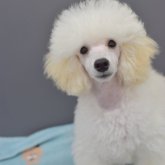 ミニチュアプードル