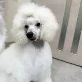 ミニチュアプードル