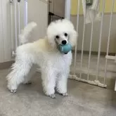 ミニチュアプードル【福島県・男の子・2025年5月16日・ホワイト】の写真4「大好きなおもちゃ💫」