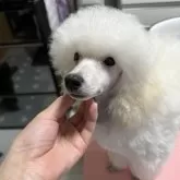 ミニチュアプードル【福島県・男の子・2025年5月16日・ホワイト】の写真6