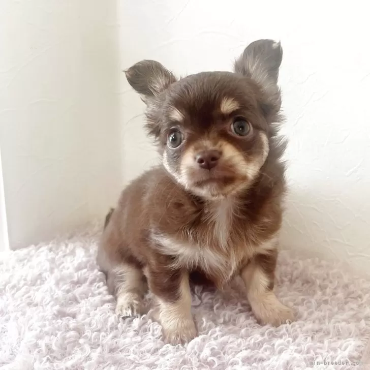 ID：2507-08837の子犬