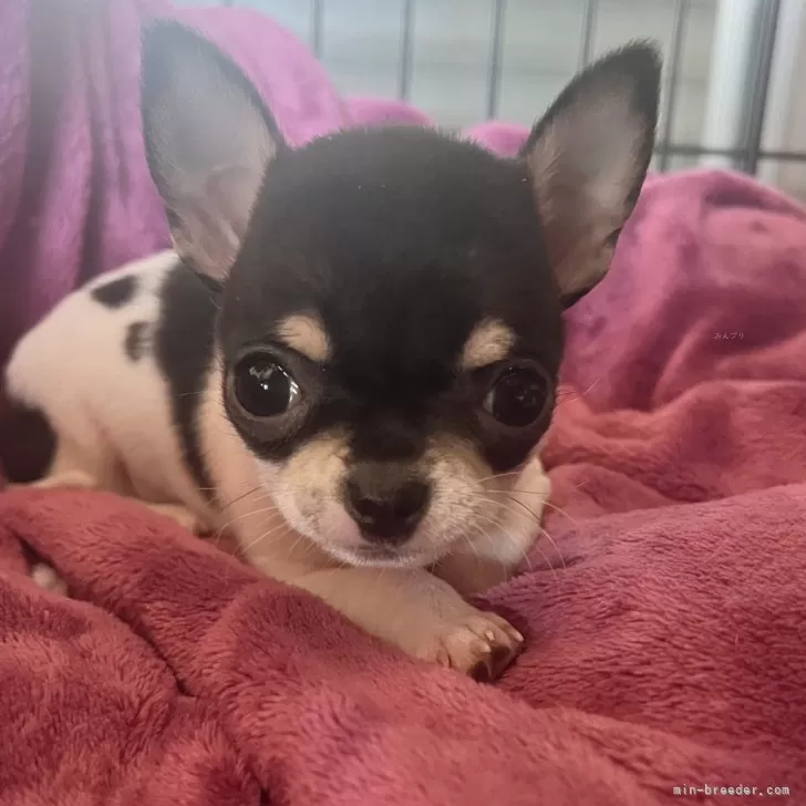 ID：2412-03393の子犬