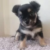 チワワ(ロング)