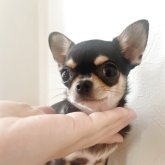 チワワ(ロング)